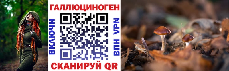 hydra ссылка  Пестово  Псилоцибиновые грибы Cubensis 